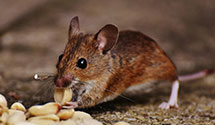 24 Hour & Emergency Exterminators in Convent Sta, NJ